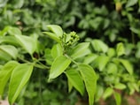 Close-up of fresh green leaves and blossoming buds in a well-maintained nursery