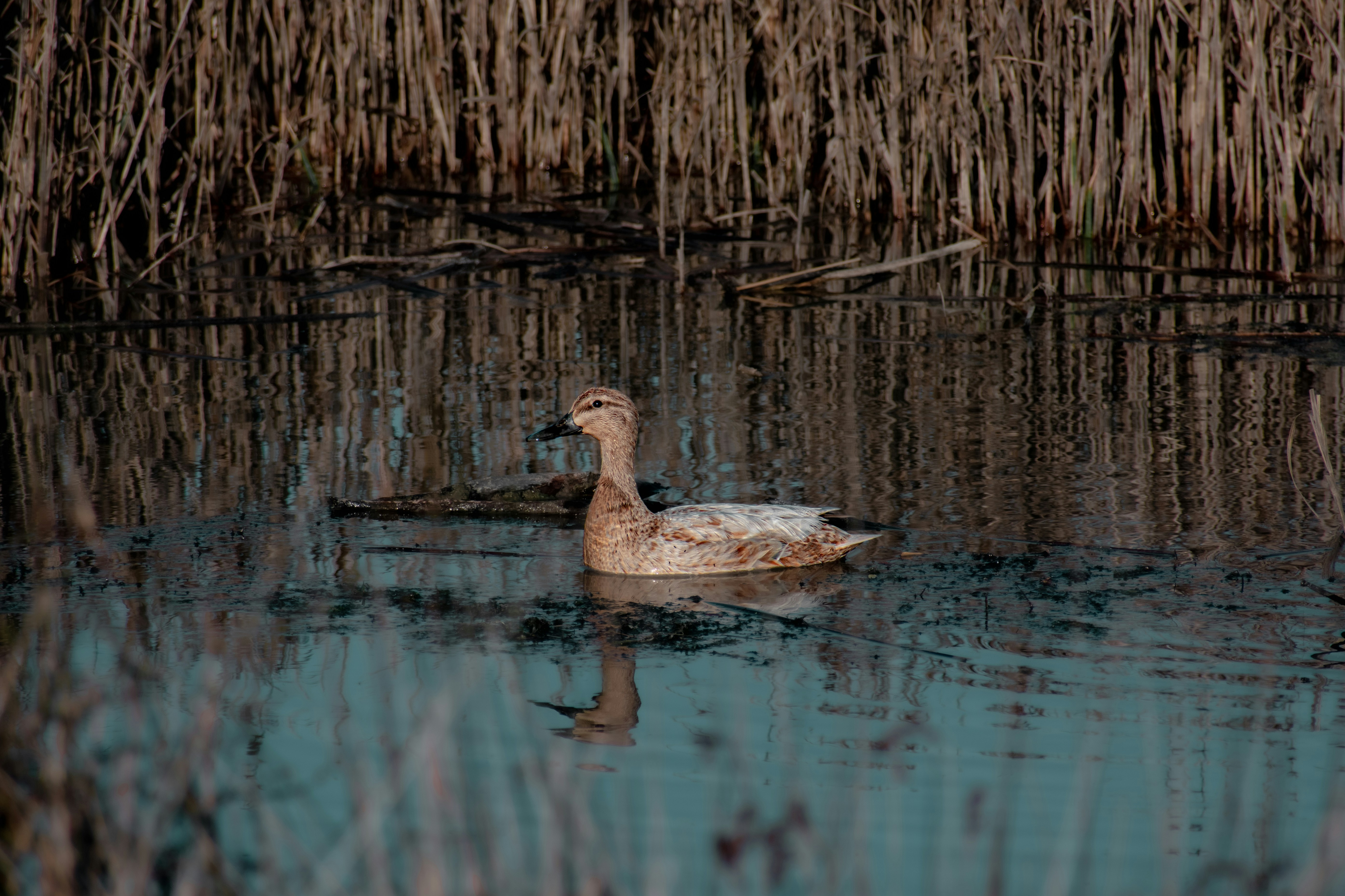Pato marrón en el agua durante el día