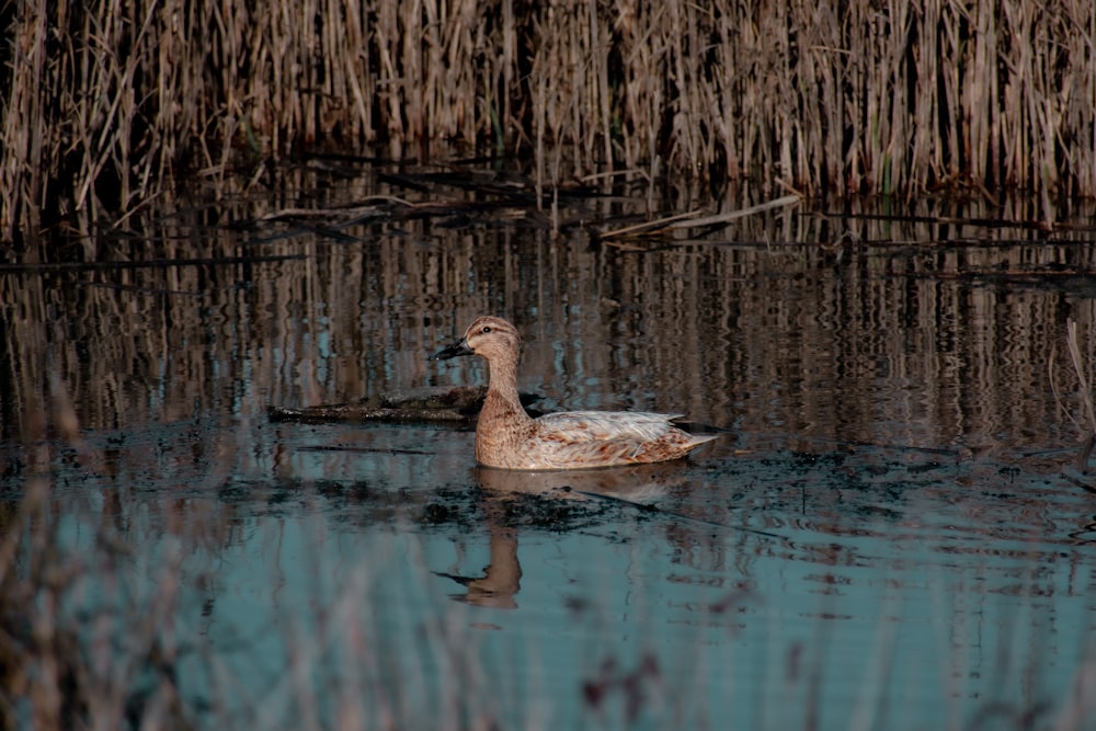 brown duck on water during daytime