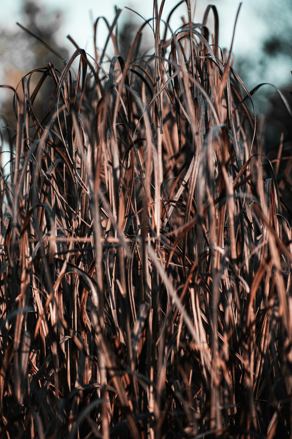 brown dried grass during daytime