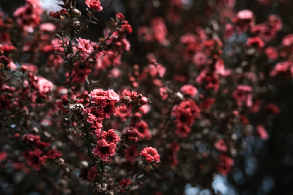 red flowers in tilt shift lens