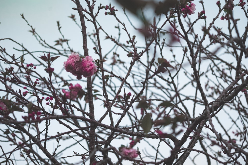 pink flowers on brown tree branch