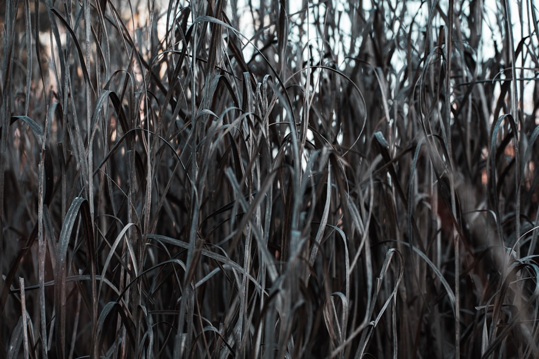 photo of Hawke's Bay Nature reserve near Cape Kidnappers