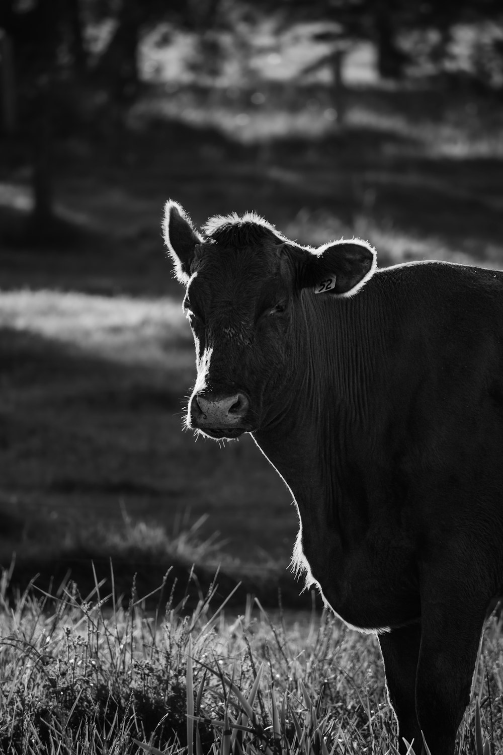 Foto en escala de grises de la vaca en el campo de hierba