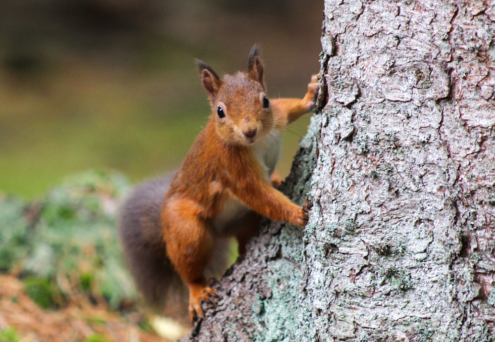 Braunhörnchen am braunen Baumstamm