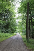 A group walking together on a nature trail surrounded by green trees.
