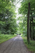 A group of visitors walking through a lush forest trail surrounded by vibrant greenery in Zacatlán.