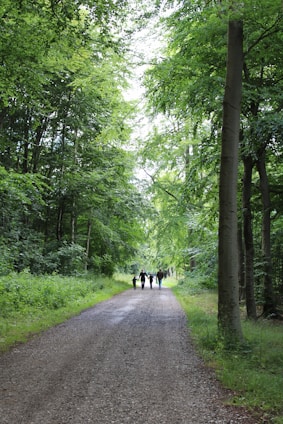 A group of volunteers planting trees along a scenic trail surrounded by lush greenery.