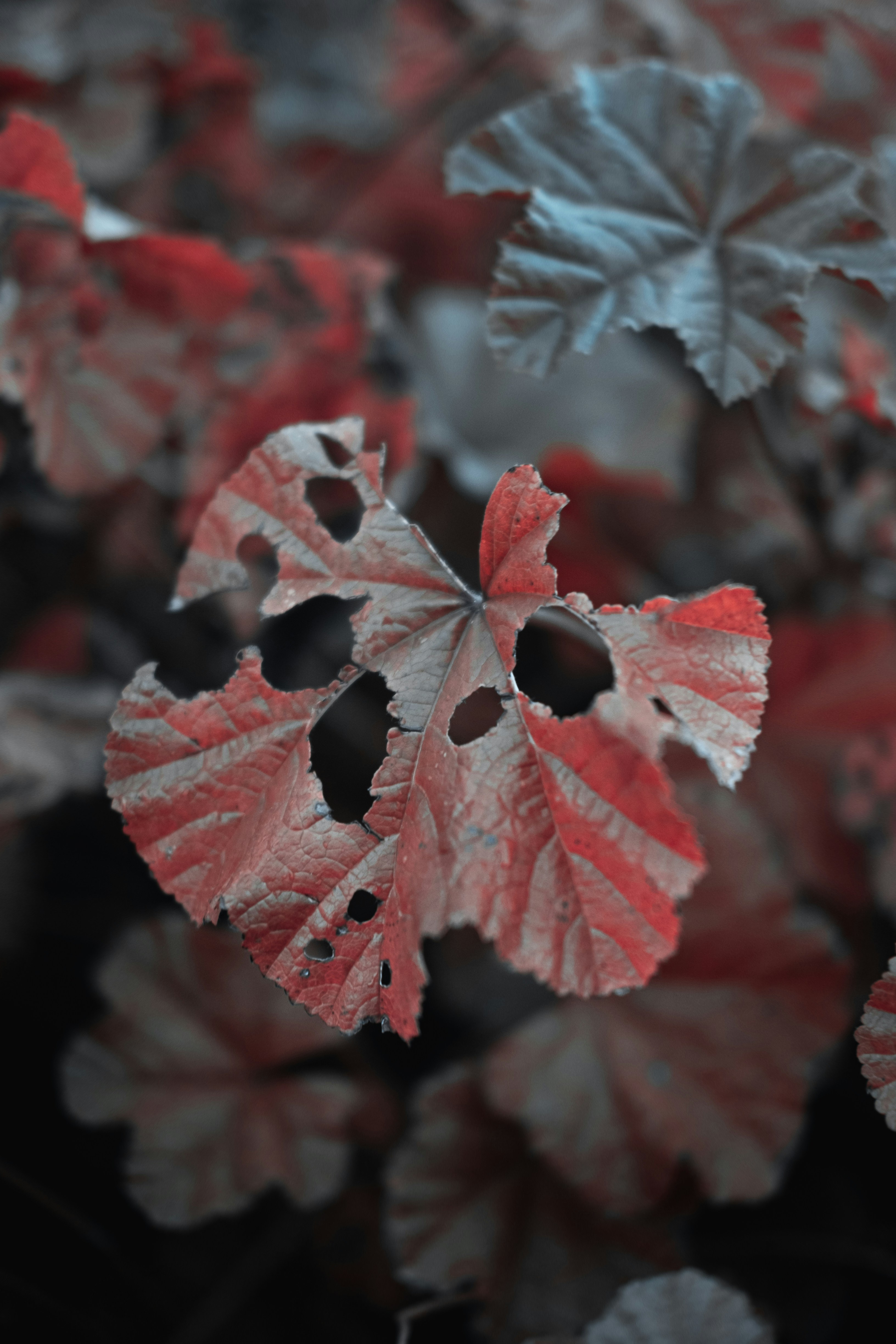 Photo by stevepaterson