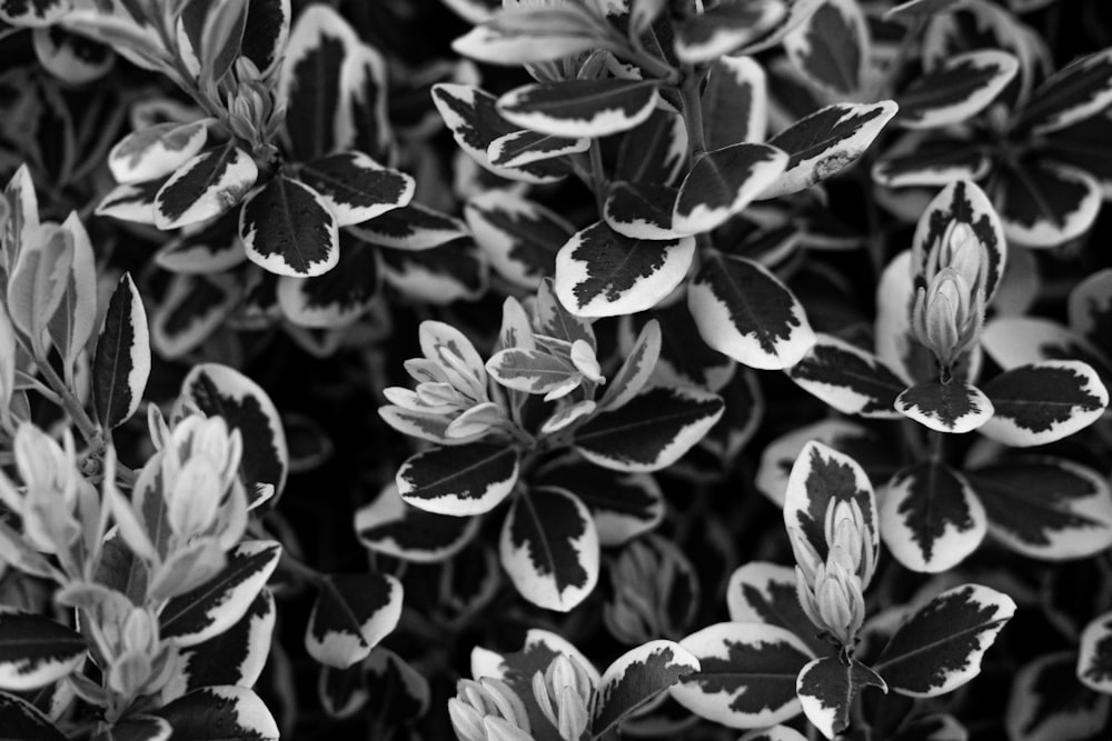 grayscale photo of flowers in bloom