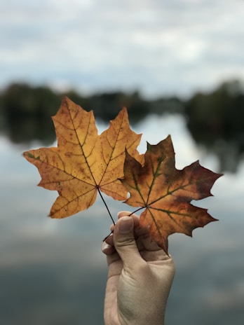 A close-up of a child's hands holding vibrant autumn leaves.
