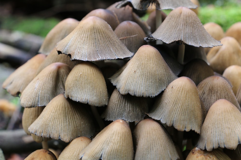 white and brown mushrooms in tilt shift lens