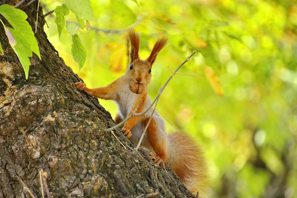 brown squirrel on tree trunk during daytime