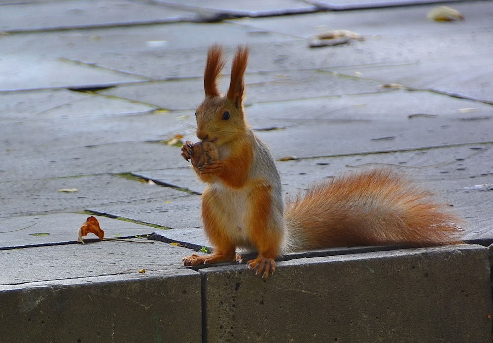 brown squirrel on gray wooden surface