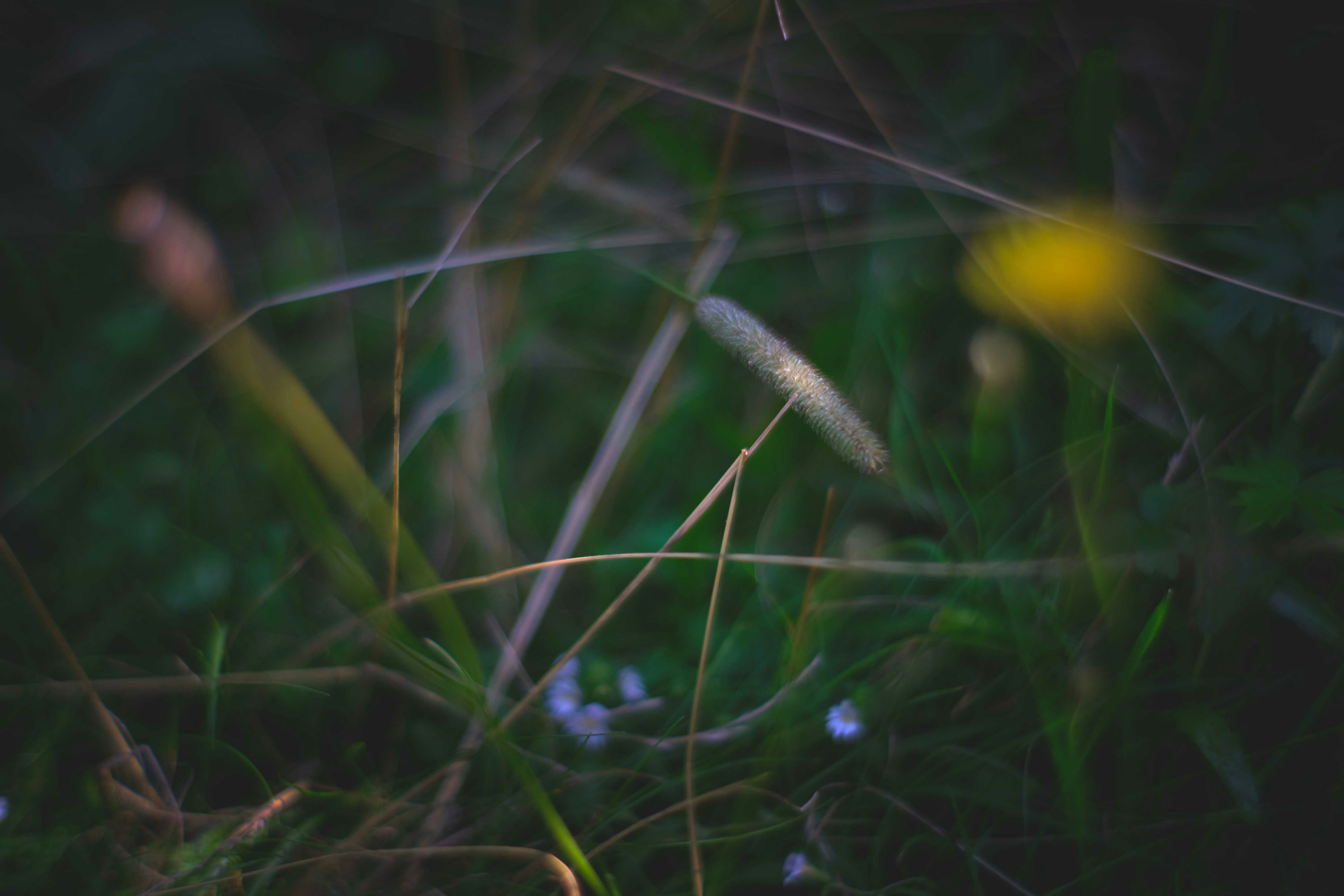 Photo by francesco_ungaro