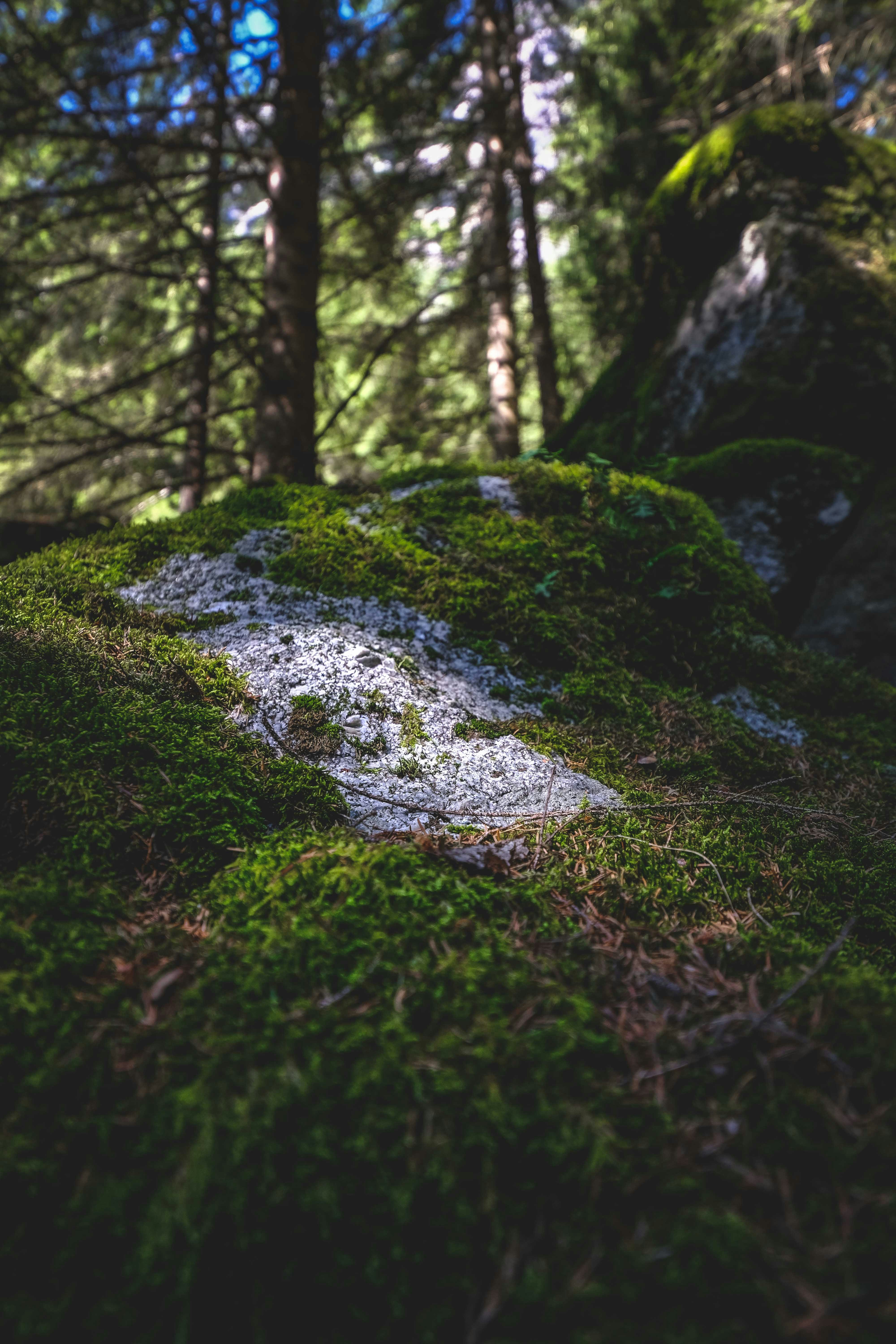 Photo by francesco_ungaro