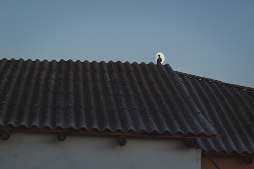 A dark roof with corrugated tiles and a silhouette of a bird perched near the edge against a pale sky. The moon is rising in the background, creating a serene silhouette effect with the bird in front of it.