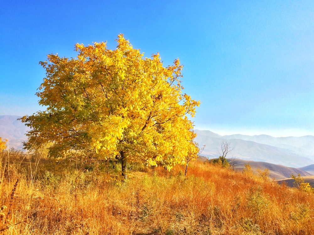 yellow leaf tree on brown grass field during daytime