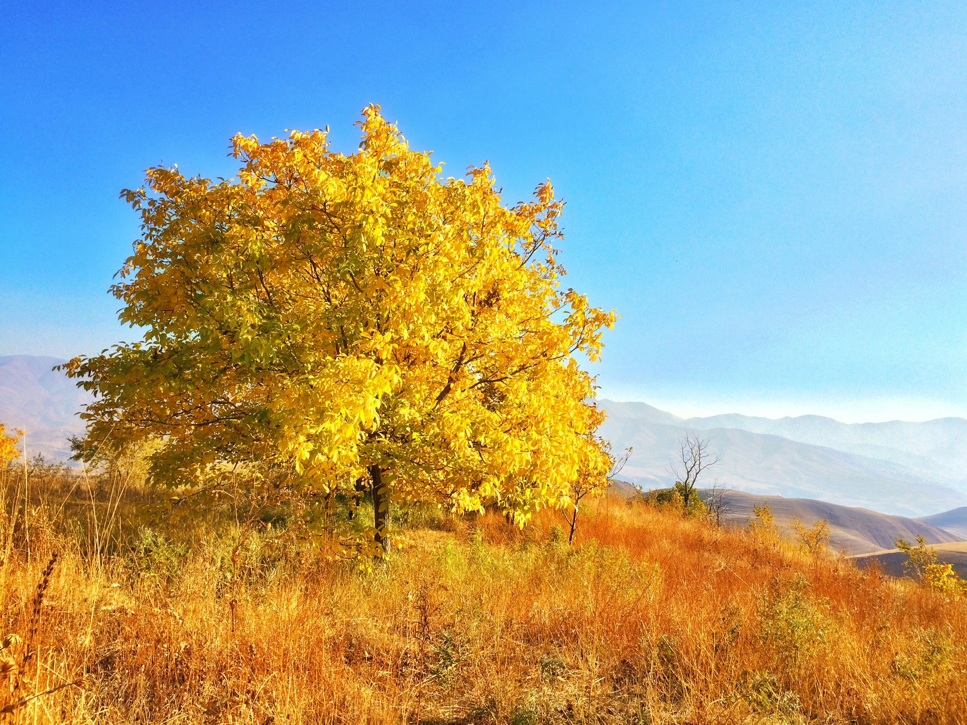 yellow leaf tree on brown grass field during daytime