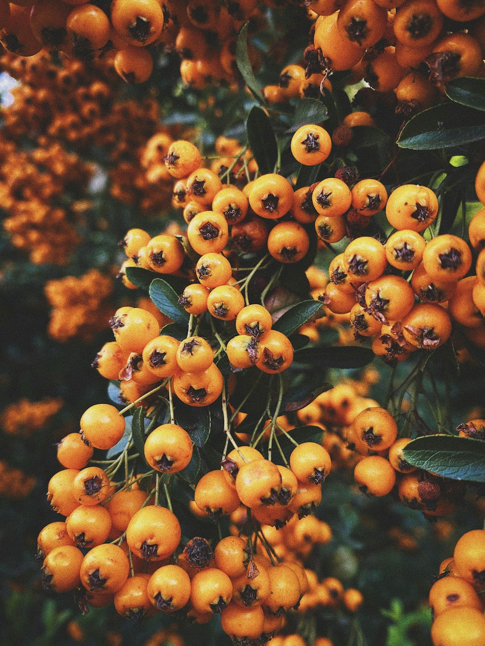 orange fruit in tilt shift lens