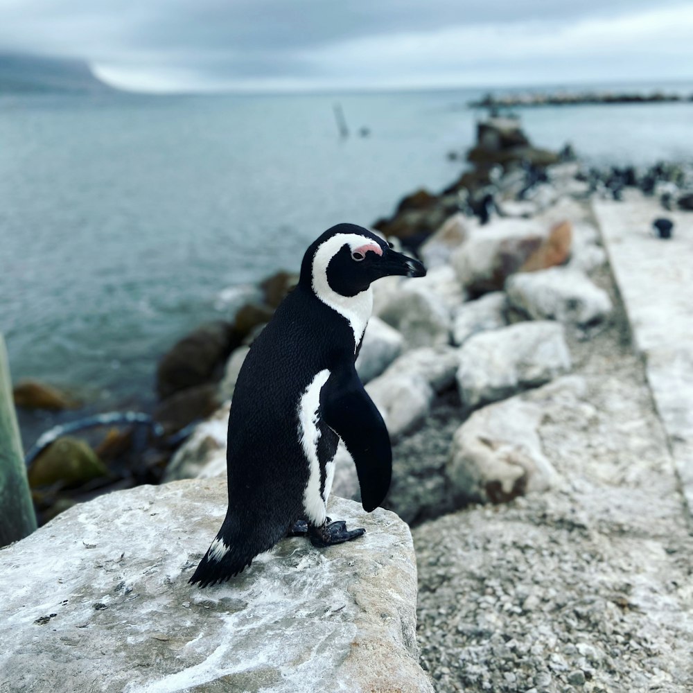 black and white penguin standing on gray rock during daytime