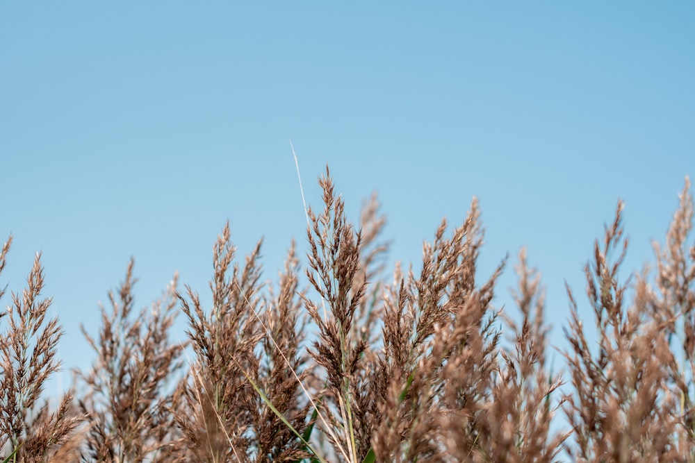 brown wheat field under blue sky during daytime