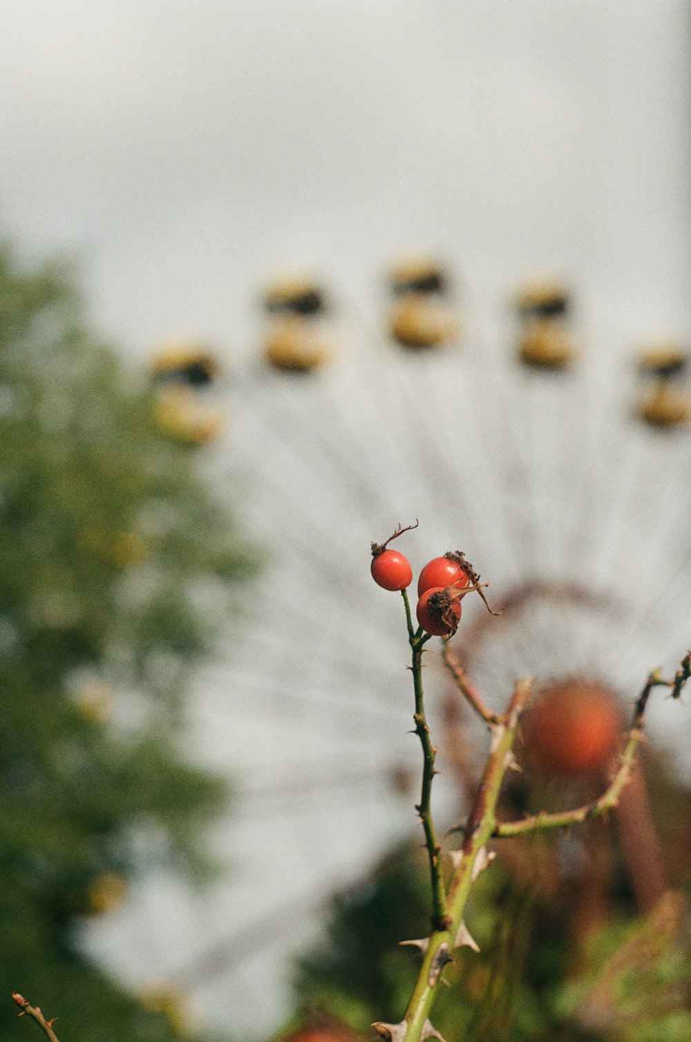 yellow and red round fruits