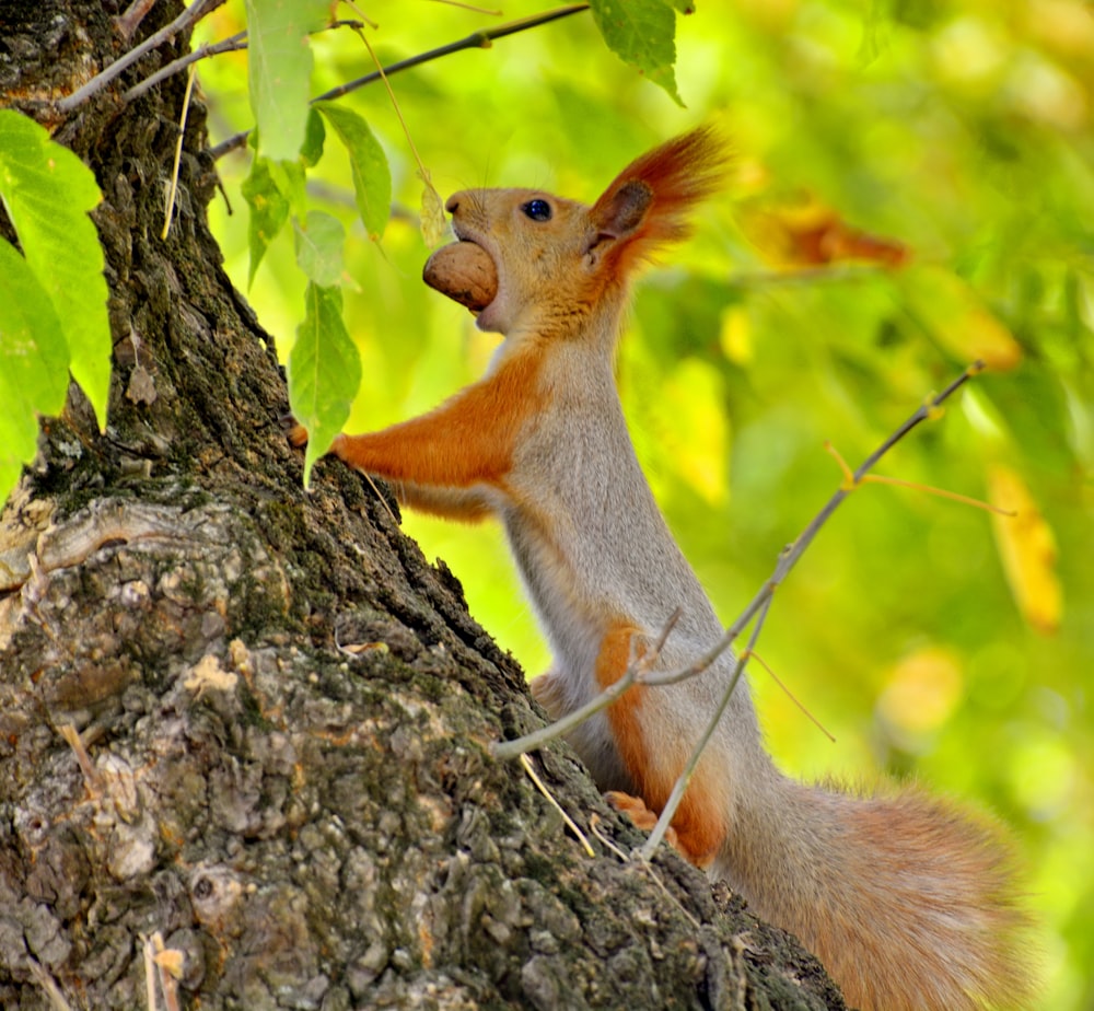 brown squirrel on brown tree branch during daytime