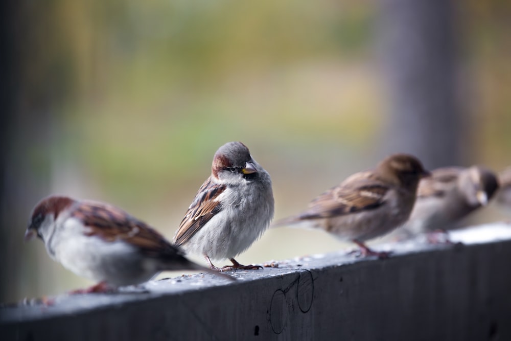 white and brown bird on brown wooden fence during daytime