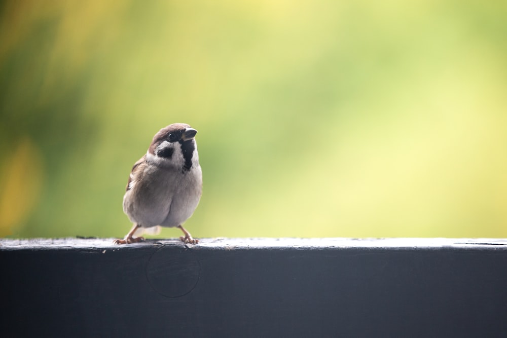 brown and white bird on white concrete wall