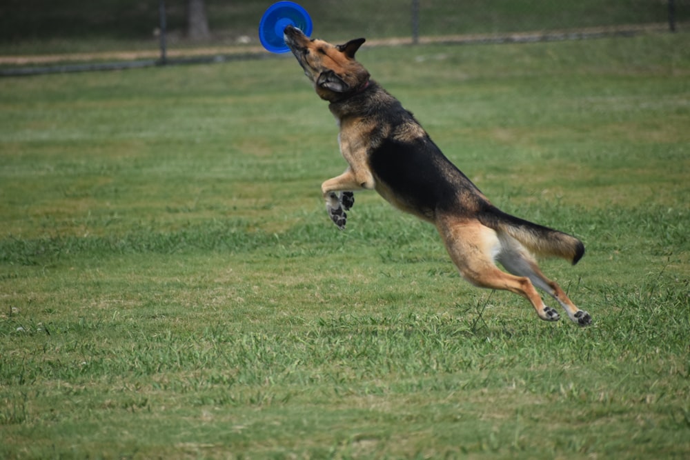 black and tan german shepherd running on green grass field during daytime