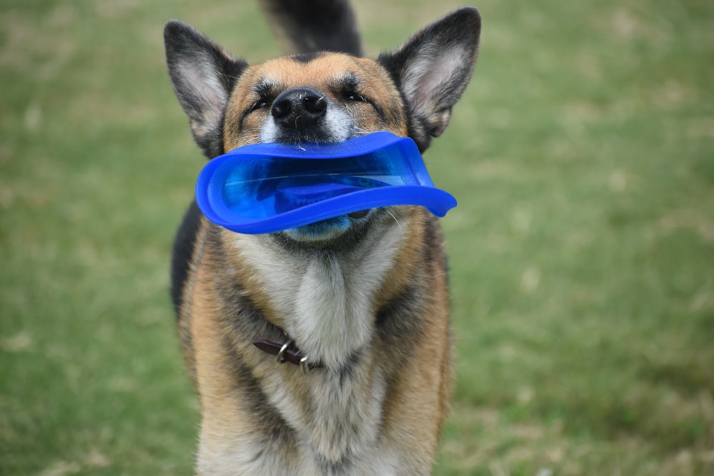 brown and black short coated dog wearing blue and white goggles on green grass field during