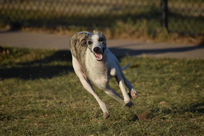 Juno, a brindle-and-white Whippet, galloping across the grass