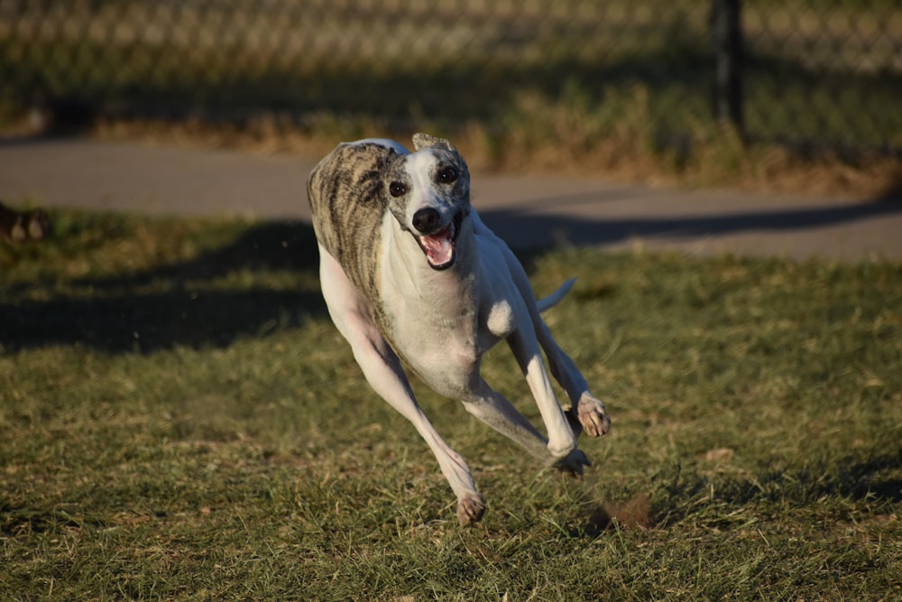 white and brown short coated dog running on green grass field during daytime