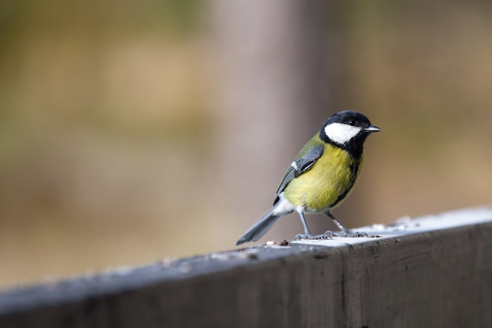 yellow black and white bird on brown wooden fence