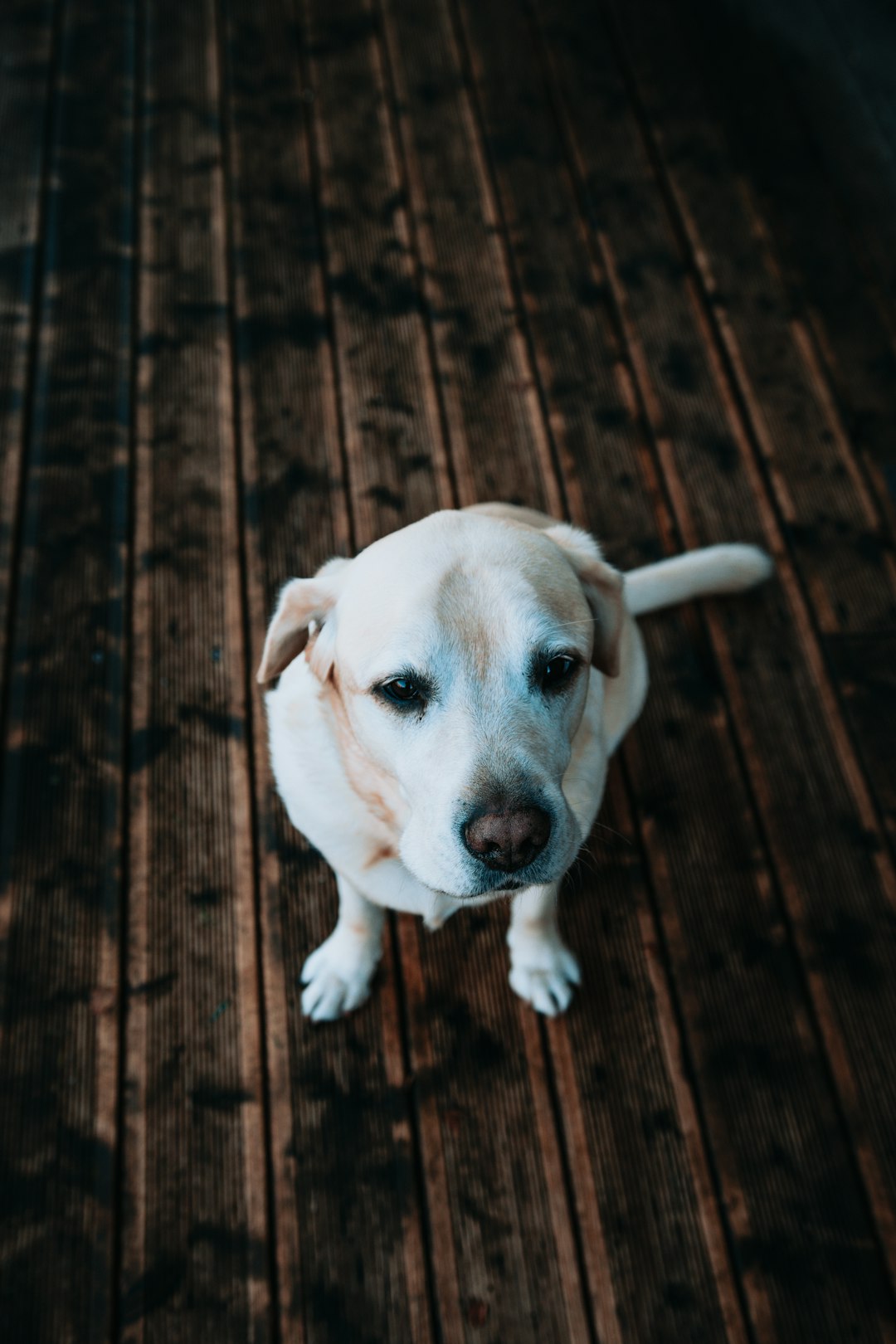 yellow labrador retriever puppy sitting on brown wooden floor