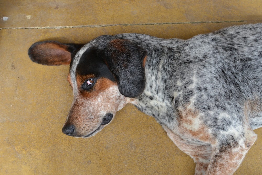 black and white short coated dog