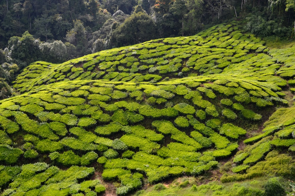 green moss covered mountain during daytime