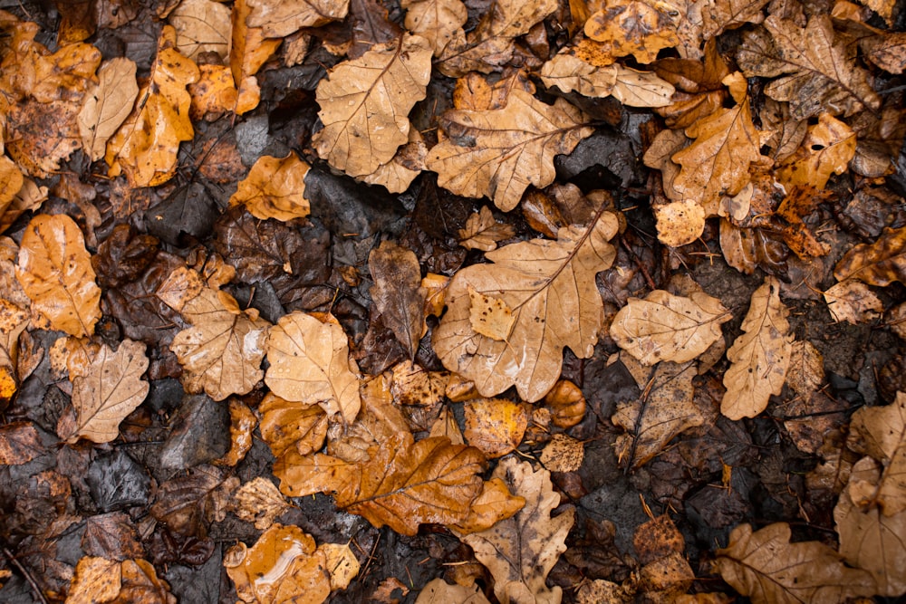 brown dried leaves on ground