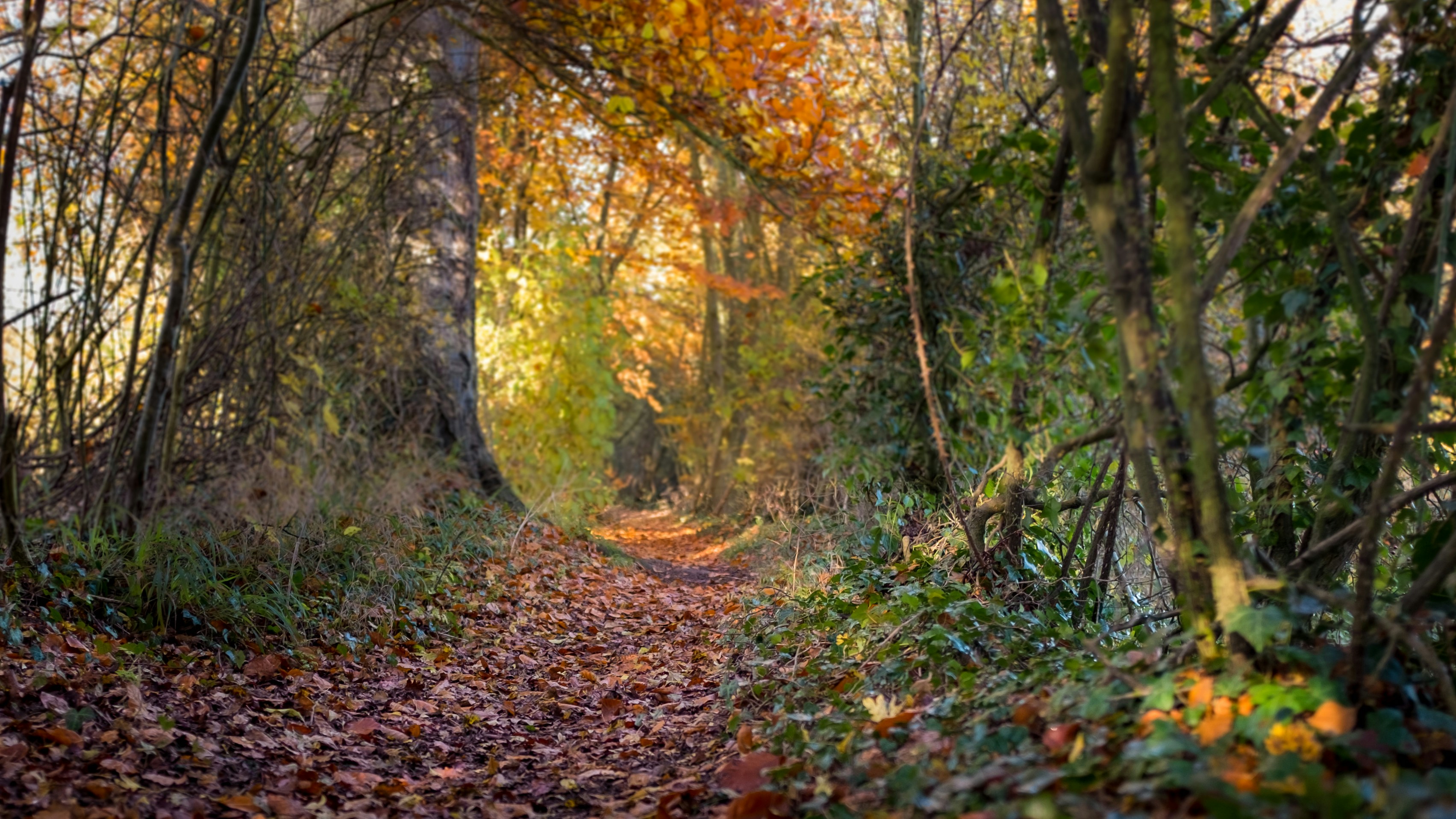 Photo by carrier_lost