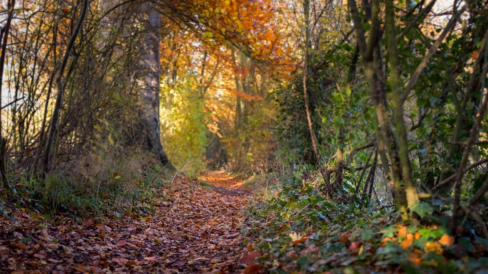 feuilles séchées brunes sur le sol entouré d’arbres