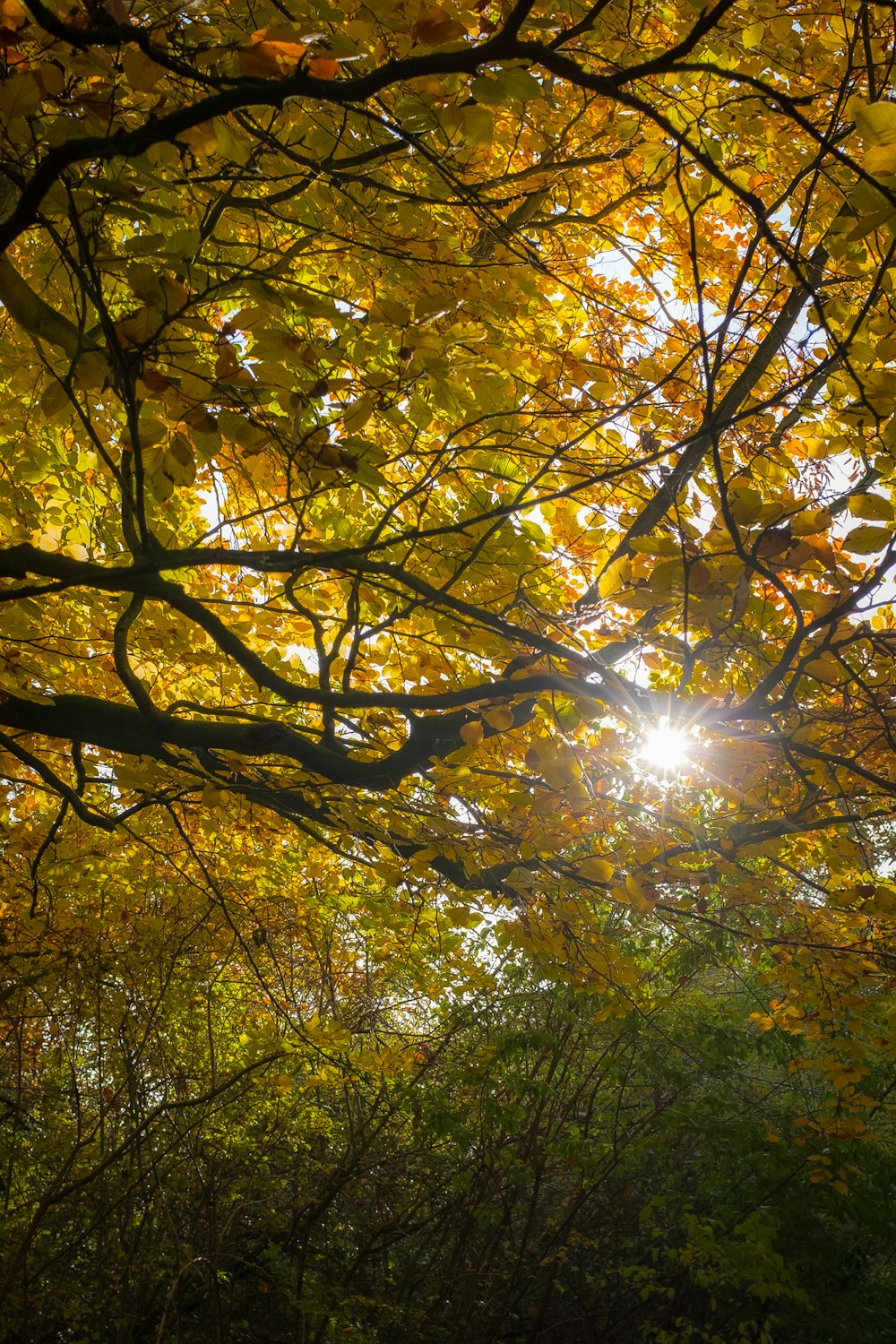 green and yellow leaf trees