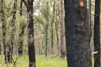 A forest landscape with a dense array of tall trees, some of which have darker, possibly scorched bark. There is lush green foliage and undergrowth, suggesting a mix of regrowth and untouched vegetation. Sunlight filters through the canopy, creating dappled light patterns on the forest floor.