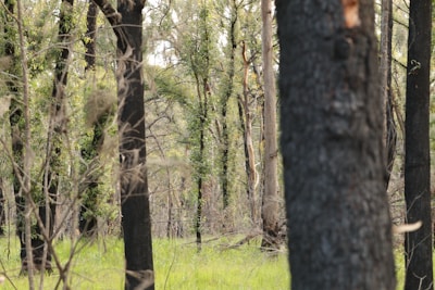 A forest landscape with a dense array of tall trees, some of which have darker, possibly scorched bark. There is lush green foliage and undergrowth, suggesting a mix of regrowth and untouched vegetation. Sunlight filters through the canopy, creating dappled light patterns on the forest floor.