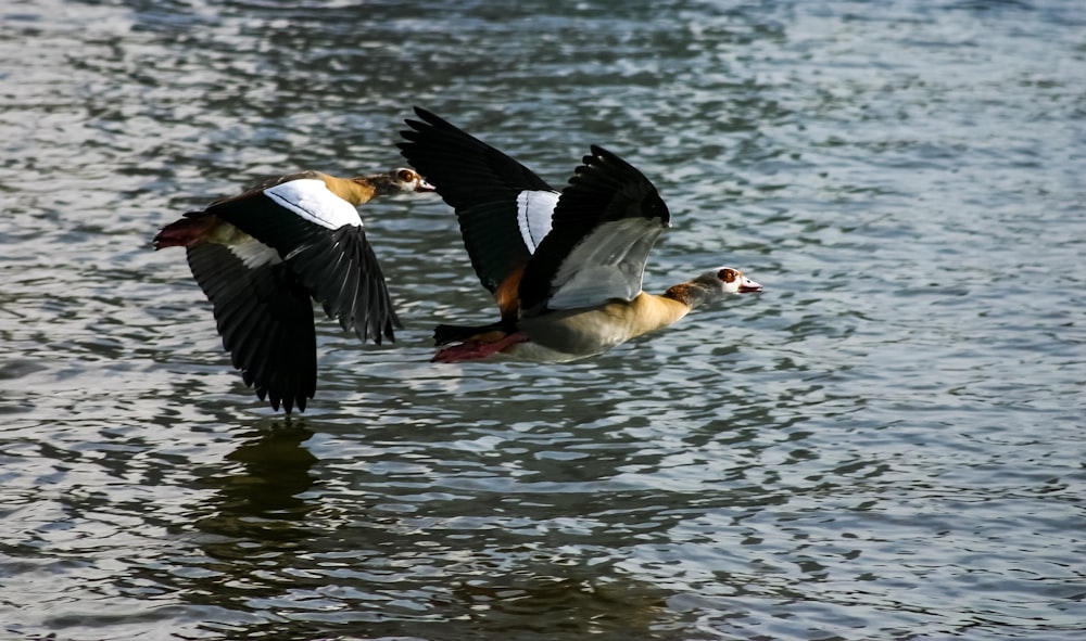 white and black duck on water during daytime