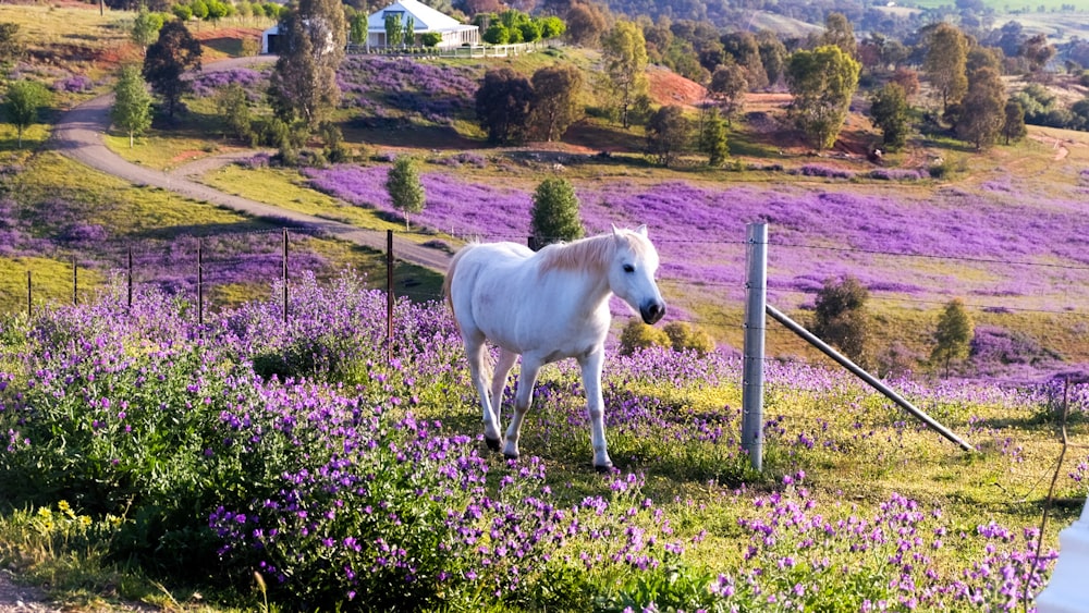 cavallo bianco sul campo di erba verde durante il giorno