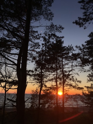 A serene Vancouver Island sunset over calm ocean waters framed by silhouetted trees.