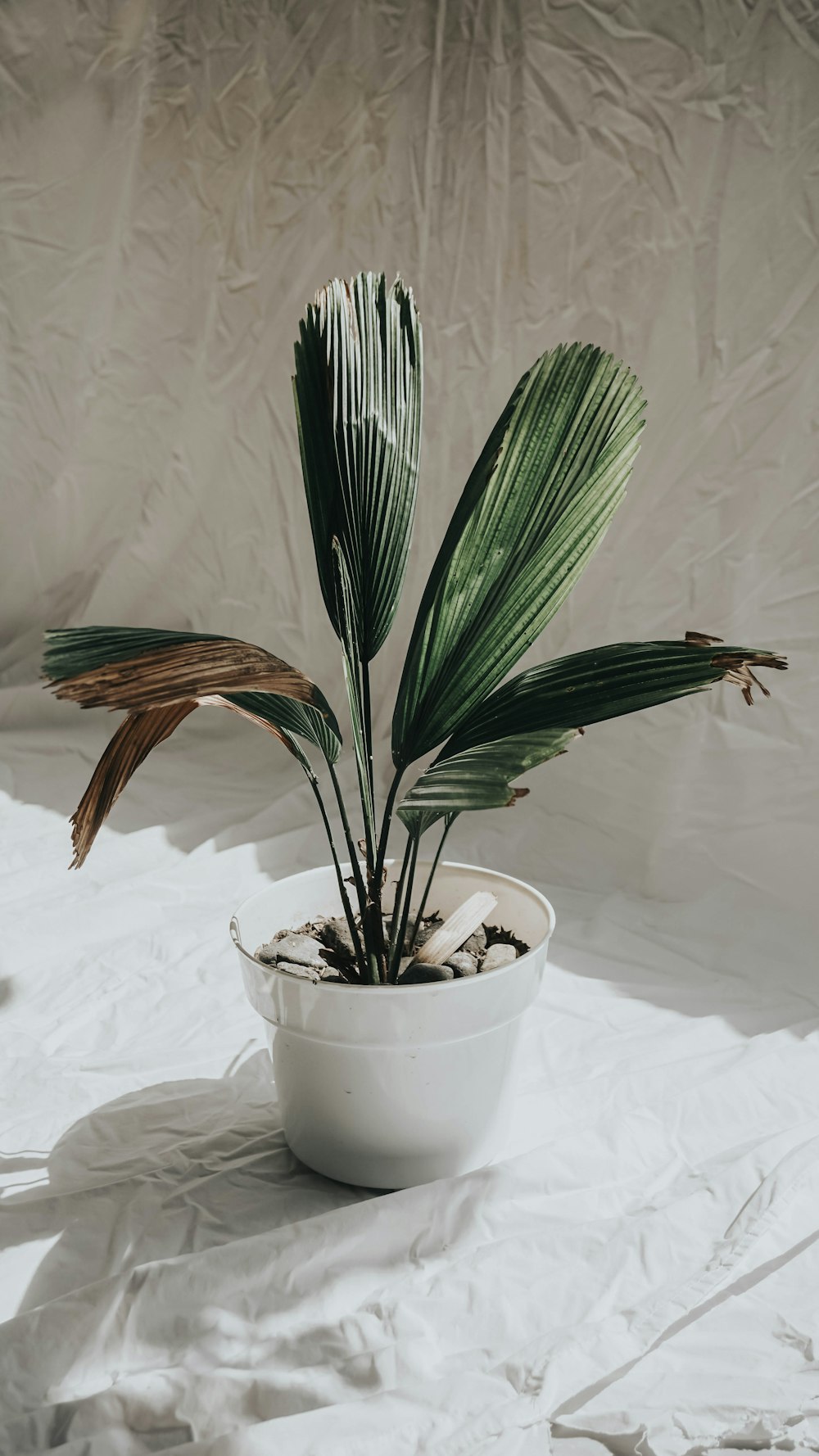 green plant on white ceramic pot