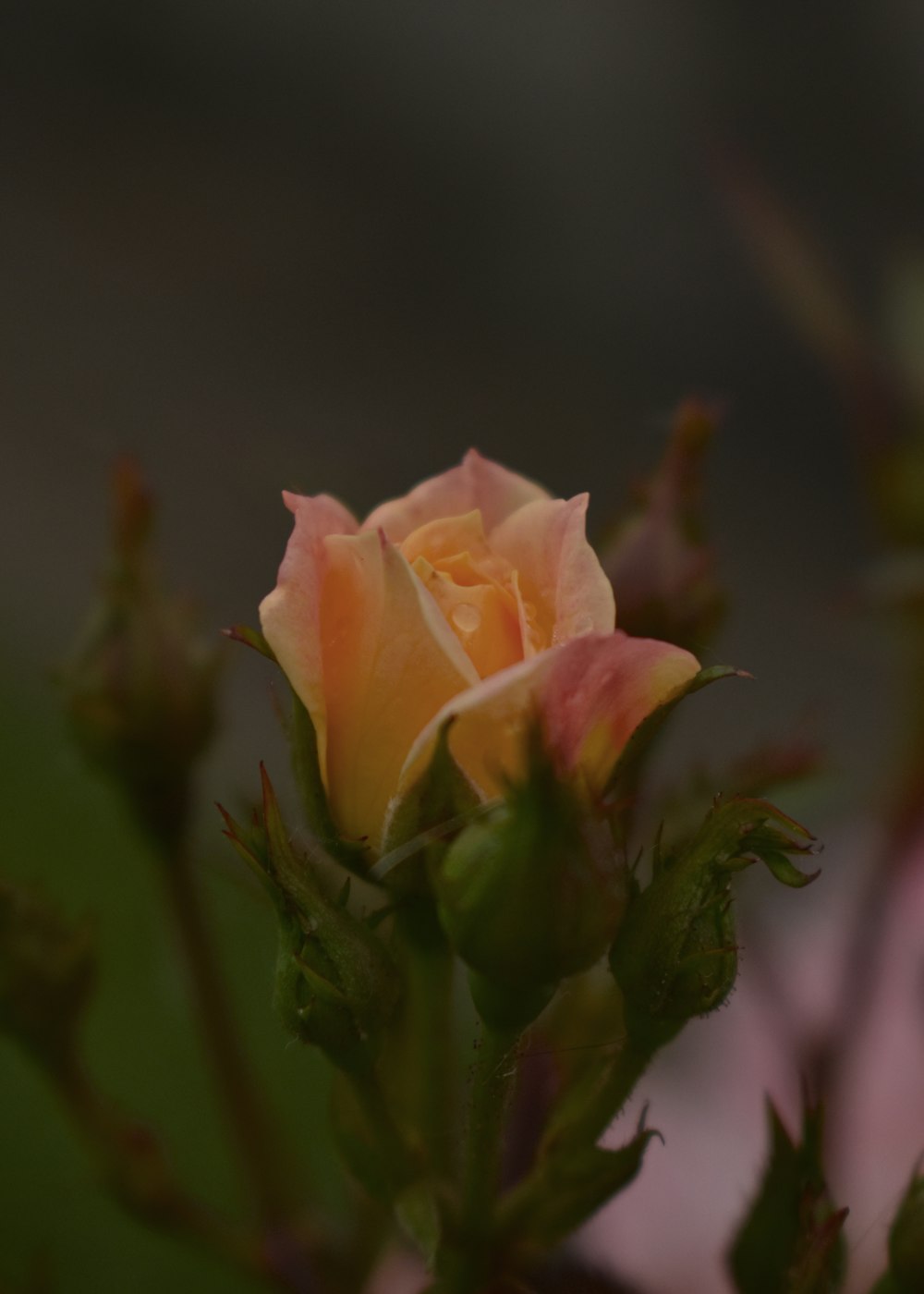 pink rose in bloom during daytime