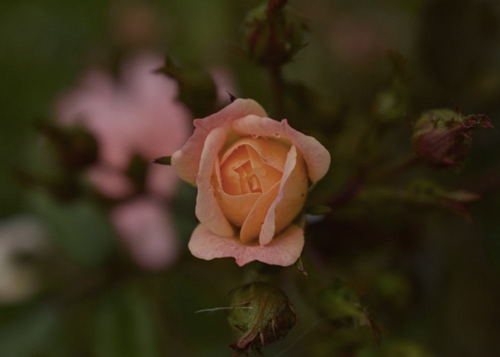 pink rose in bloom during daytime